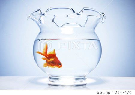 金魚鉢 魚 金魚の写真素材