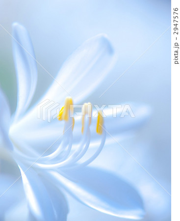 アガパンサス 2947576