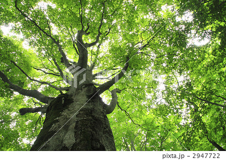 安比高原ブナ二次林 2947722