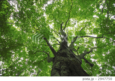 安比高原ブナ二次林 安比高原ブナ二次林 2947750