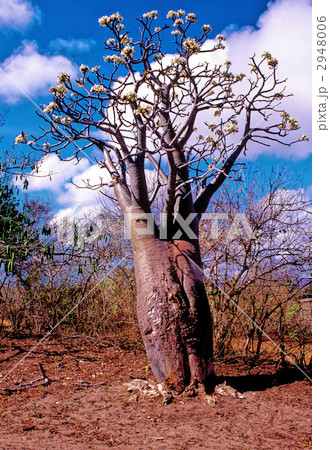 パキポディウムの花 パキポディウムの花 2948006