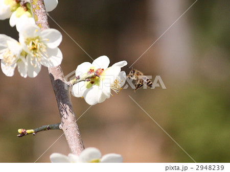 ミツバチと梅 2948239