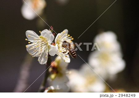 ミツバチと梅 2948249