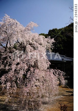 地福寺のしだれ桜 2948383