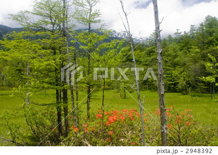 田代湿原 2948392