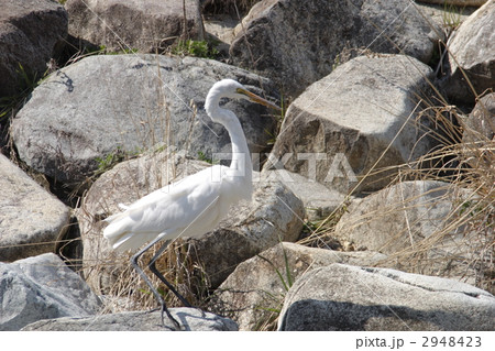 ダイサギ 2948423