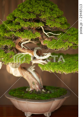 日本の盆栽 日本の盆栽 2948513