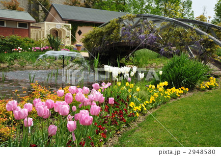 チューリップの花 チューリップの花 2948580