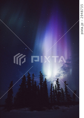 トウヒの上を舞う窒素分子イオンの放つ紫色のオーロラ トウヒの上を舞う窒素分子イオンの放つ紫色のオーロラ 2948735