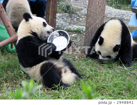餌を食べるパンダ 餌を食べるパンダ 2948841