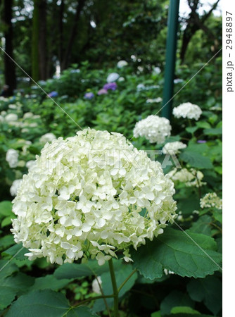 紫陽花　アナベル 2948897
