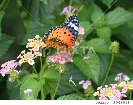 蝶_ 昆虫_タテハチョウ_ 紫陽花 2948913