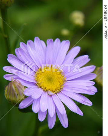 シオン シオン 2949034