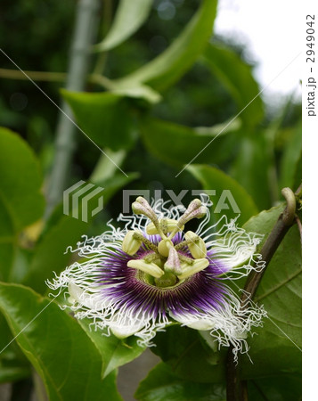 パッションフルーツ パッションフルーツ 2949042