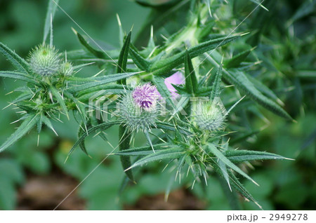 野薊　ノアザミと申します。 2949278