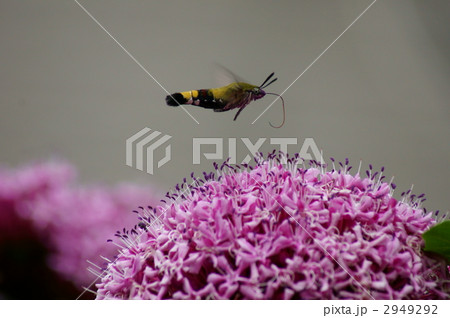 オオスカシバと牡丹臭木 可愛いけど蛾です オオスカシバと牡丹臭木 可愛いけど蛾です 2949292