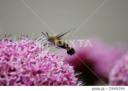 オオスカシバと牡丹臭木 可愛いけど蛾ですの写真素材