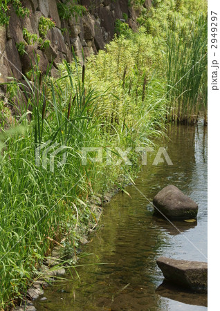 竹輪のなる草 いいえ蒲の穂ですの写真素材