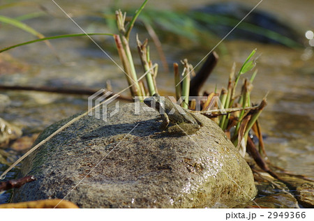 カジカガエル カジカガエル 2949366