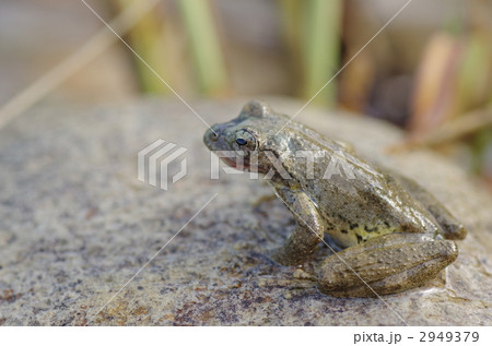 カジカガエル 2949379