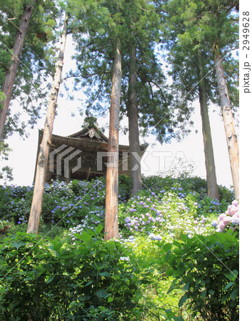 山寺の紫陽花 2949628