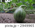 家庭菜園での未熟な西瓜 2949965