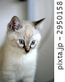 部屋飼いの仔猫 2950158