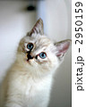 部屋飼いの仔猫 2950159