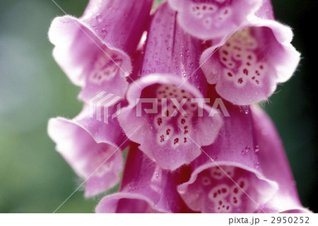 68327　ジギタリス 2950252