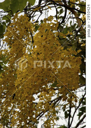 68408　ゴールデンシャワー 2950424