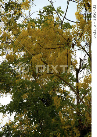 68412　ゴールデンシャワー 2950432