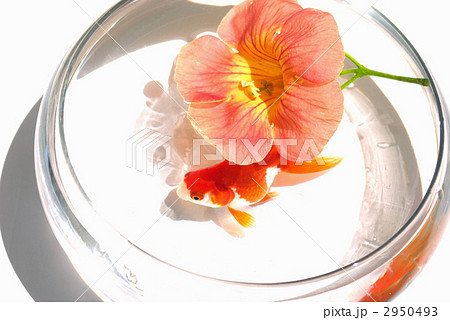 金魚 リュウキン 花 ノウゼンカズラ ガラス鉢の写真素材