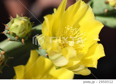 シャボテンの花 シャボテンの花 2950512