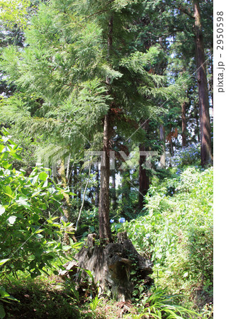 杉　世代交代　切株　切り株 2950598