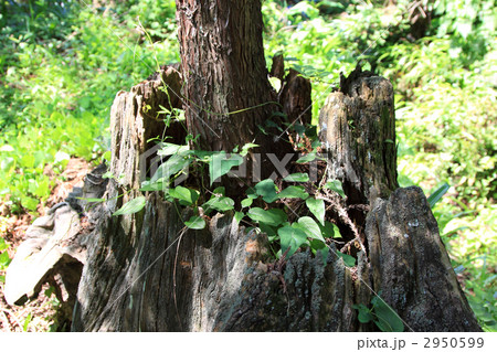 杉　世代交代　切株　切り株 2950599