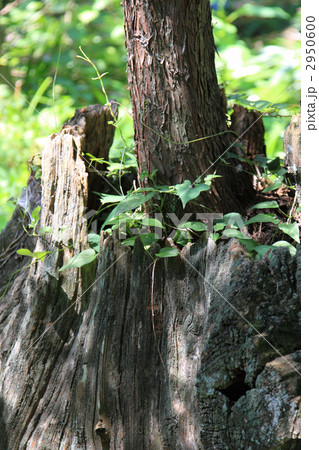 杉　世代交代　切り株　切株 2950600