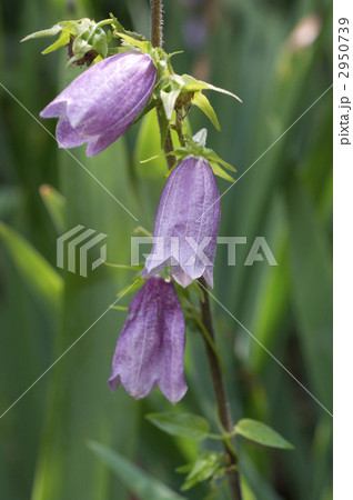 ホタルブクロ 2950739