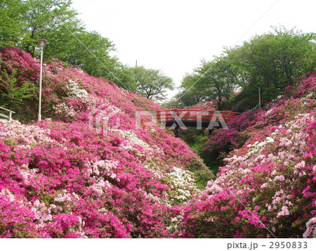 淡輪遊園のツツジの写真素材