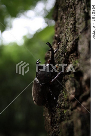 カブトムシ カブトムシ 2950864