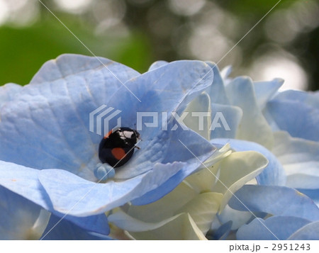 紫陽花とてんとう虫 2951243