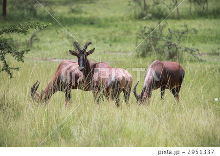 トピ トピ 2951337