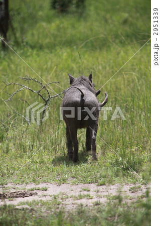 イボイノシシ イボイノシシ 2951339