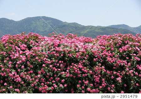 さかき千曲川バラ公園 さかき千曲川バラ公園 2951479