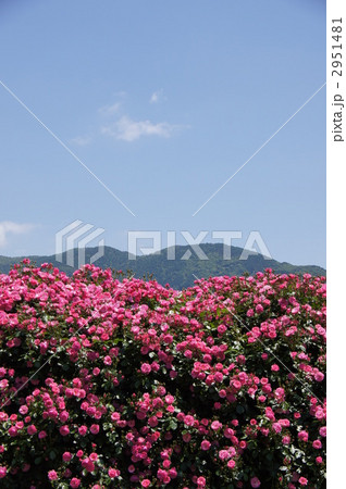 さかき千曲川バラ公園 2951481