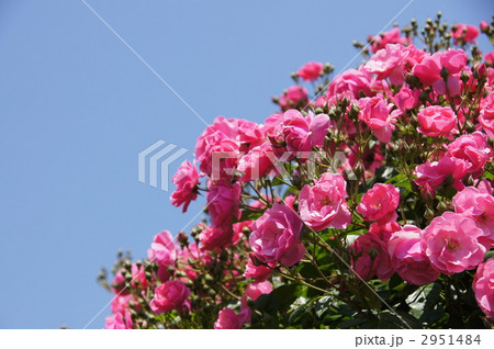 さかき千曲川バラ公園 さかき千曲川バラ公園 2951484