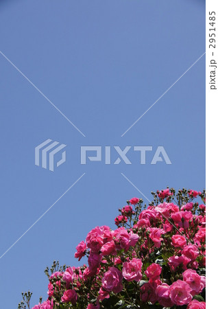 さかき千曲川バラ公園 2951485