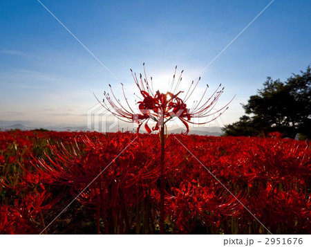 九品寺の彼岸花 2951676
