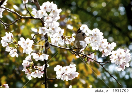 さくら蜜スズメ 2951709