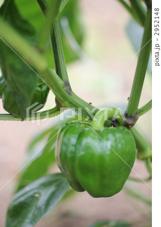 ピーマン 2952148
