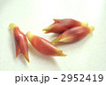 茗荷 2952419